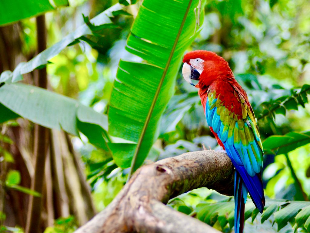 Exotische vogels op Colombia